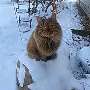 Ginger joined the competition — help win amazing prizes! cat, tabby, fur, snow, rock, outdoor, winter, backyard, bush, plant, house_siding, green_eyes, whiskers, paws, sitting, pet, portrait, stone, cold, nature