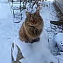 cat, tabby, fur, snow, rock, outdoor, winter, backyard, bush, plant, house_siding, green_eyes, whiskers, paws, sitting, pet, portrait, stone, cold, nature