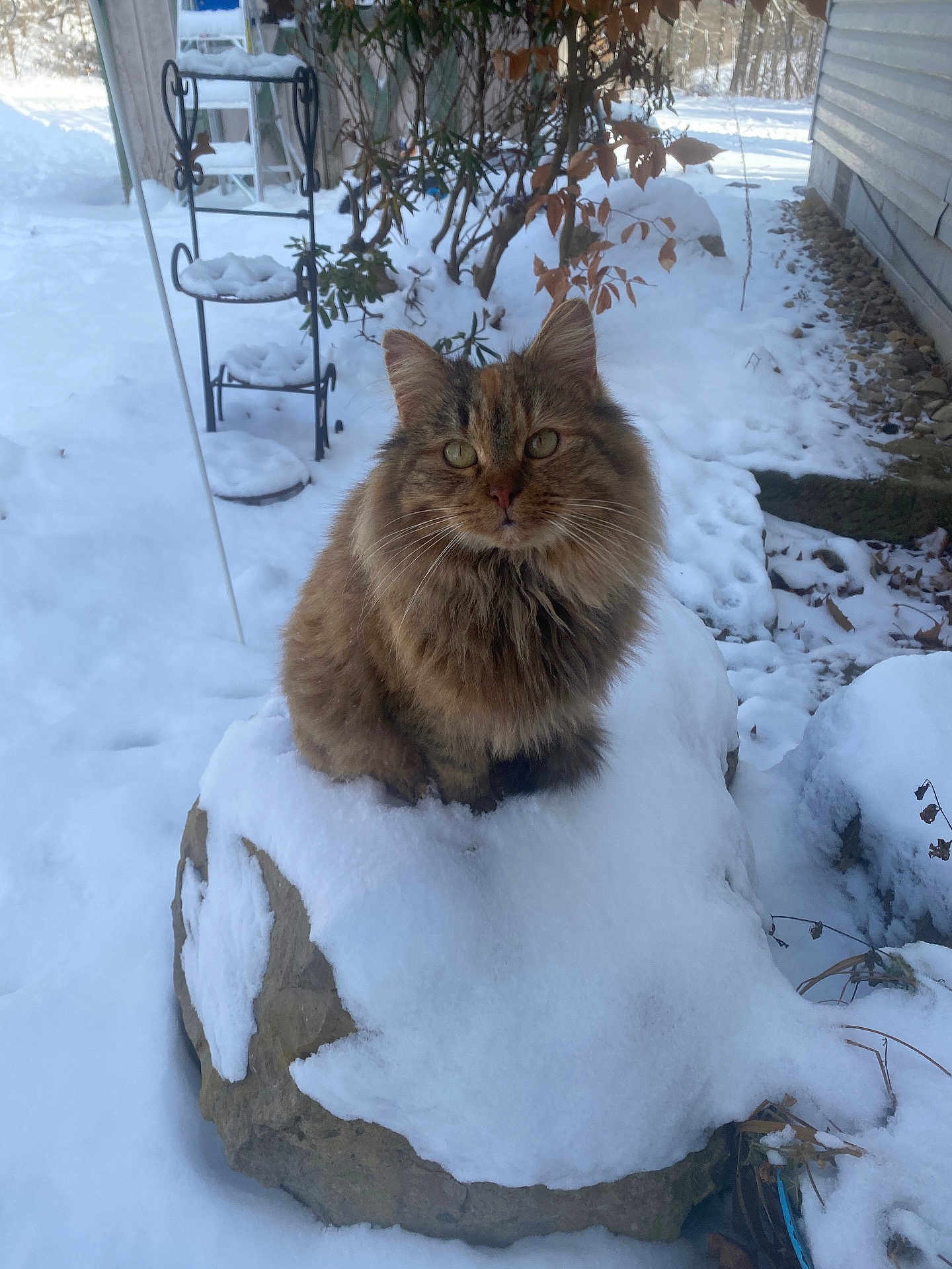 Ginger joined the competition — help win amazing prizes! cat, tabby, fur, snow, rock, outdoor, winter, backyard, bush, plant, house_siding, green_eyes, whiskers, paws, sitting, pet, portrait, stone, cold, nature
