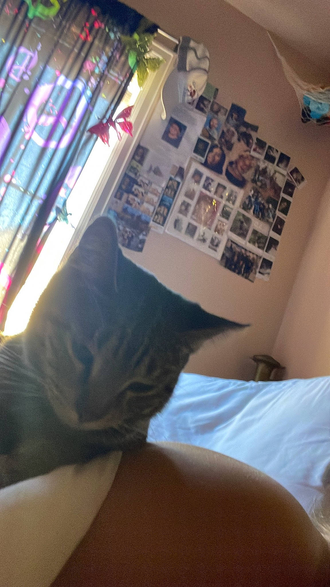 Booger is registered to the contest to win money with this photo: abdomen, bed, carnivore, cat, chair, comfort, domestic_short_haired_cat, elbow, fawn, felidae, fur, human_leg, linens, room, small_to_medium_sized_cats, tail, textile, thigh, tints_and_shades, whiskers