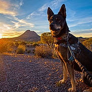 August joined the competition — help win amazing prizes! dog, sunset, desert, mountain, sky, harness, leash, outdoor, nature, animal, scenery, sunlight, landscape, pet, canine, rocks, shrub, tree, blue_sky, evening