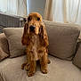 Woody participe au concours pour gagner de l'argent avec cette photo : animal, beige, cocker_spaniel, couch, cozy, curtains, cushion, dog, ears, face, floor, fur, furniture, home, indoor, looking, natural_light, pet, sitting, window