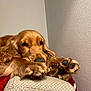 Woody participe au concours pour gagner de l'argent avec cette photo : animal, calm, canine, close_up, companion, cushion, cute, dog, domestic, fur, golden_retriever, indoor, mammal, paws, pet, portrait, relaxed, resting, sleepy, wall