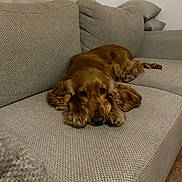 Woody participe au concours pour gagner de l'argent avec cette photo : animal, brown, calm, cocker_spaniel, companion, couch, cute, dog, ears, floor, fur, golden, home, indoor, living_room, pet, relaxed, resting, textured, wood
