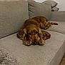 animal, brown, calm, cocker_spaniel, companion, couch, cute, dog, ears, floor, fur, golden, home, indoor, living_room, pet, relaxed, resting, textured, wood