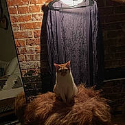 Barry is registered to the contest to win money with this photo: animal, brick_wall, cat, centered_subject, clothing, dramatic_lighting, dress, furry_chair, hanger, home_decor, indoors, mirror, orange_and_white, pet, photography, portrait, shadow, shaggy_furniture, sitting, vintage