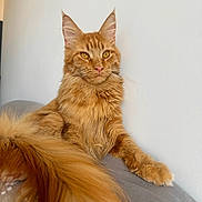 Arrow participe au concours pour gagner de l'argent avec cette photo : animal, cat, cushion, domestic_cat, ears, feline, fluffy_tail, ginger_cat, gray, indoor, long_hair, lounging, maine_coon, pet, pink_nose, portrait, relaxed, resting, side_view, whiskers