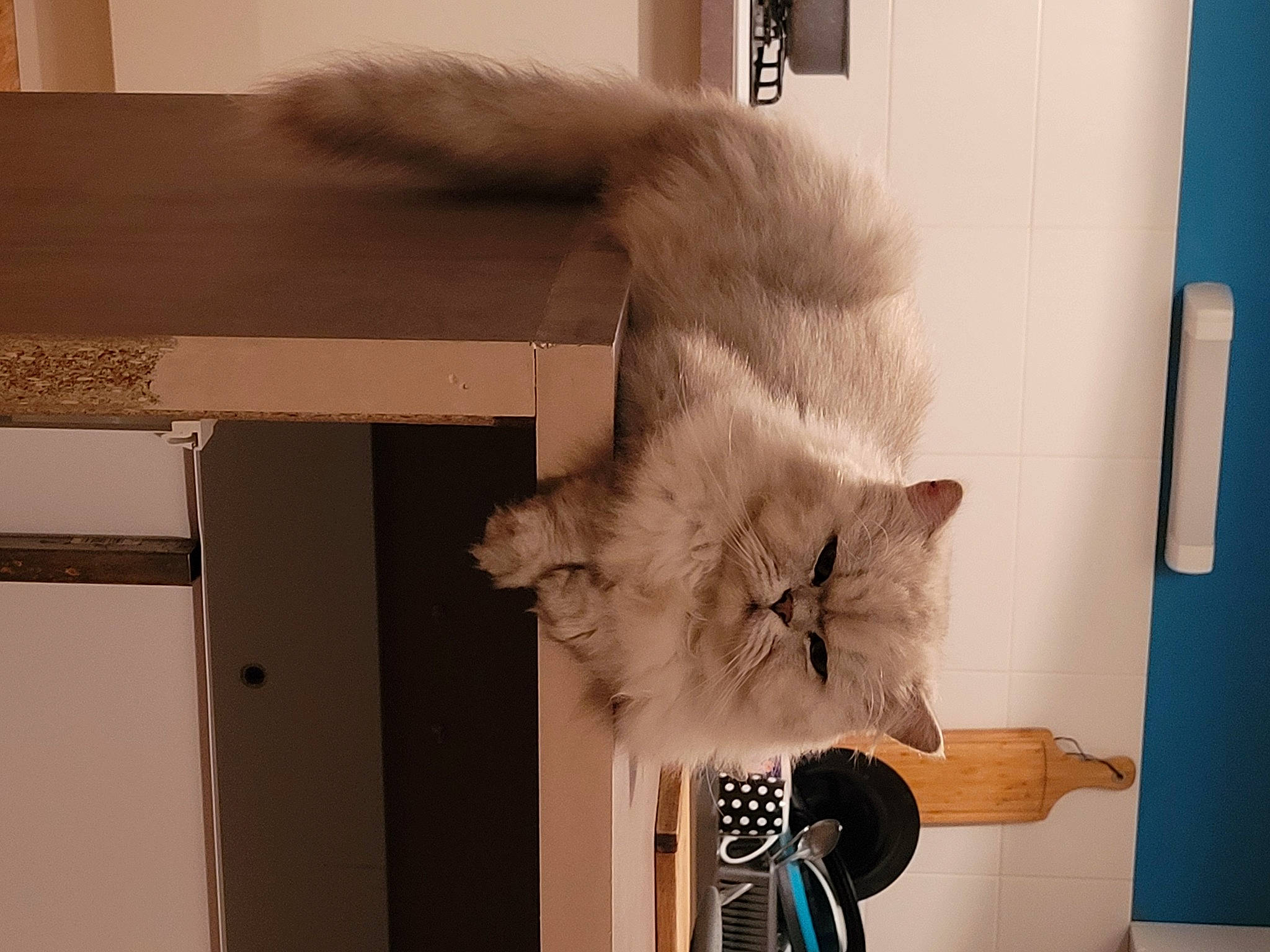 Arthur participe au concours pour gagner de l'argent avec cette photo : art, box, british_longhair, carnivore, cat, ceiling, domestic_short_haired_cat, fawn, felidae, fur, hardwood, paw, plaster, room, shelf, small_to_medium_sized_cats, tail, whiskers, window, wood