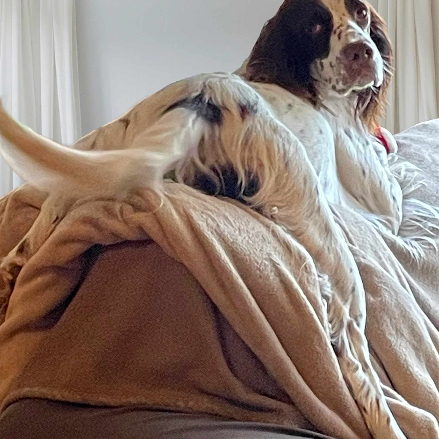 Romy a rejoint le concours — aidez-le/la à gagner de superbes lots ! bedding, brown, canidae, carnivore, comfort, companion_dog, curtain, dog, dog_breed, duvet, fawn, fur, gun_dog, hardwood, linens, liver, sporting_group, terrestrial_animal, wood, working_animal