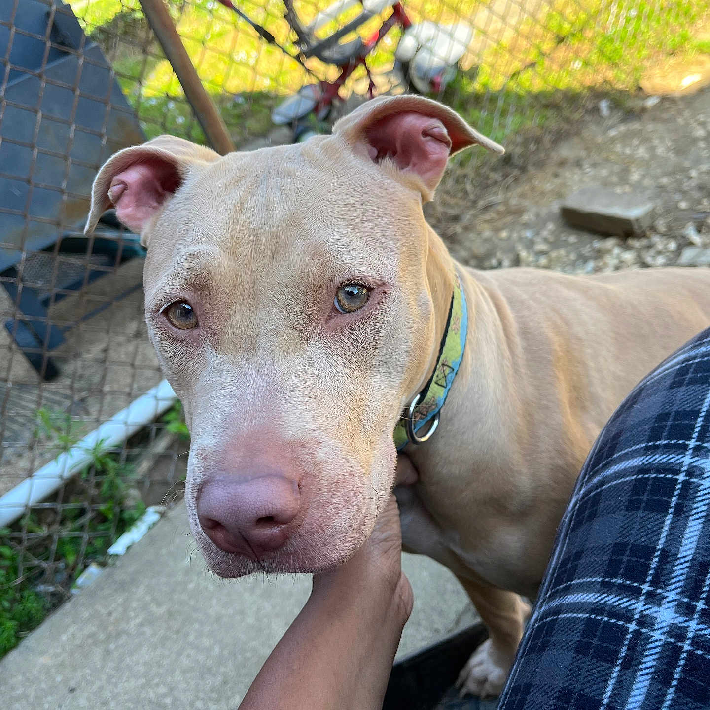 Stella joined the competition — help win amazing prizes! animal, brown_dog, chain_link_fence, close_up, collar, concrete, dog, domestic_animal, ears, face, fur, grass, hand, looking_at_camera, outdoor, person, pet, plaid_pants, snout, sunlight