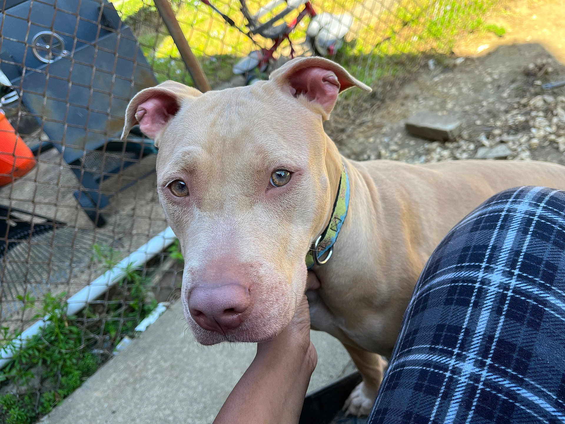 Stella joined the competition — help win amazing prizes! dog, pet, animal, close_up, outdoor, chain_link_fence, hand, collar, plaid_pants, person, brown_dog, face, fur, ears, snout, concrete, grass, sunlight, looking_at_camera, domestic_animal