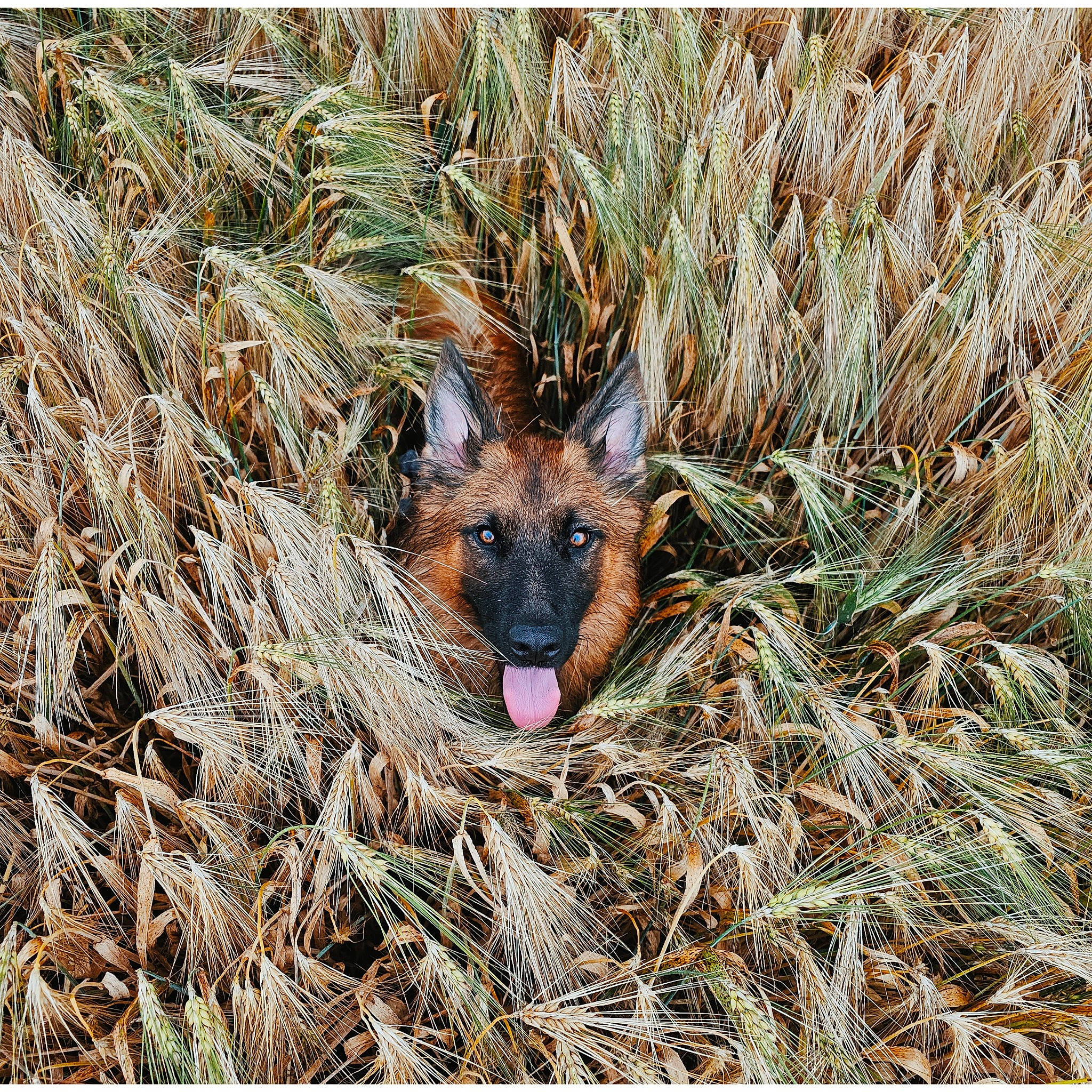 Boy a rejoint le concours — aidez-le/la à gagner de superbes lots ! adaptation, canidae, carnivore, dog_breed, fawn, fox, fur, german_shepherd_dog, grass, grassland, old_german_shepherd_dog, plant, sporting_group, terrestrial_animal, terrestrial_plant, wildlife