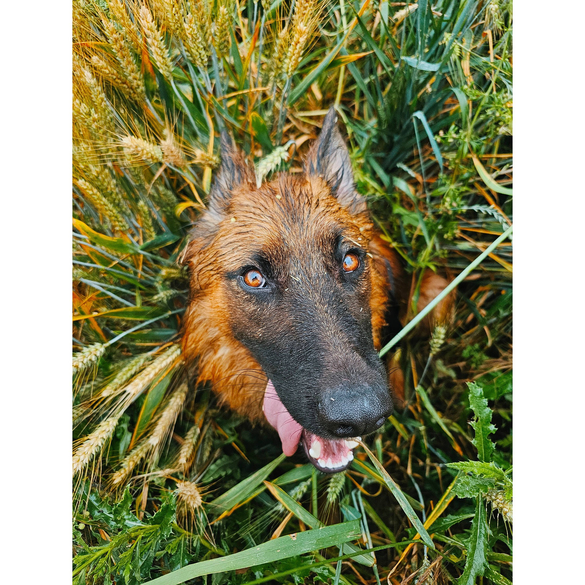 Boy participe au concours pour gagner de l'argent avec cette photo : adaptation, art, carnivore, companion_dog, dog, dog_breed, fur, german_shepherd_dog, grass, organism, pattern, plant, rectangle, terrestrial_animal, terrestrial_plant, working_animal, working_dog