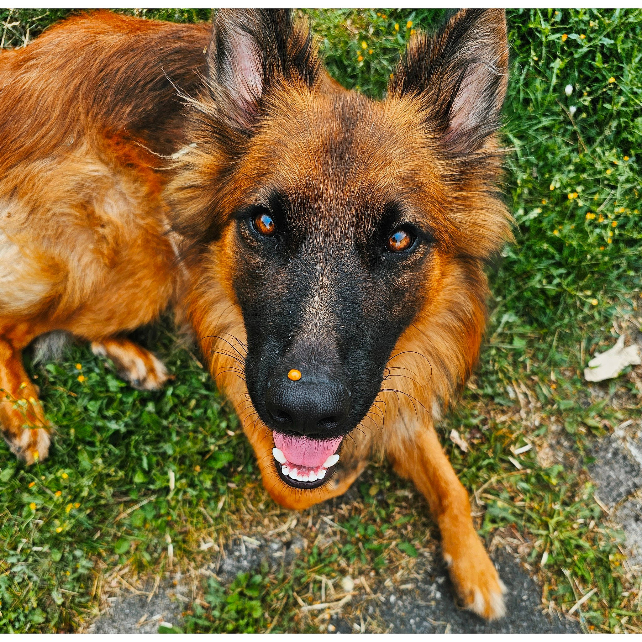 Boy participe au concours pour gagner de l'argent avec cette photo : canidae, carnivore, companion_dog, dog, dog_breed, eye, fawn, fur, german_shepherd_dog, grass, head, herding_dog, old_german_shepherd_dog, plant, snout, sporting_group, terrestrial_animal, working_dog