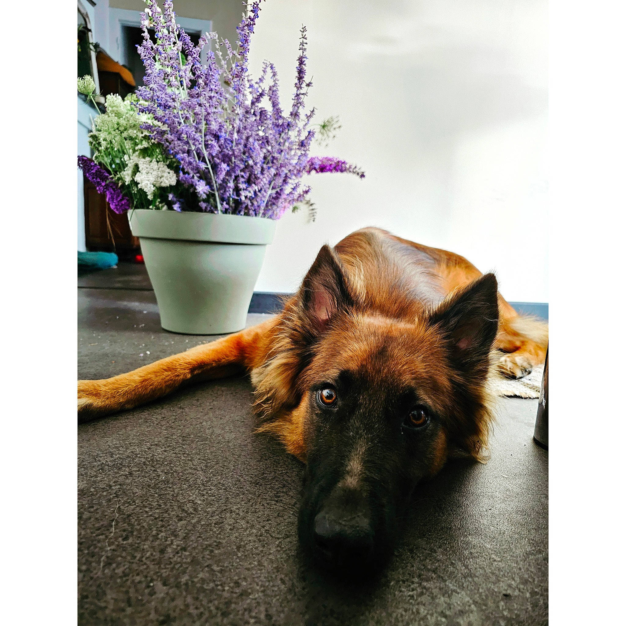Boy a rejoint le concours — aidez-le/la à gagner de superbes lots ! canidae, carnivore, companion_dog, dog, dog_breed, fawn, felidae, flooring, flower, flowerpot, fur, german_shepherd_dog, grass, houseplant, paw, plant, rectangle, sporting_group, tints_and_shades, whiskers