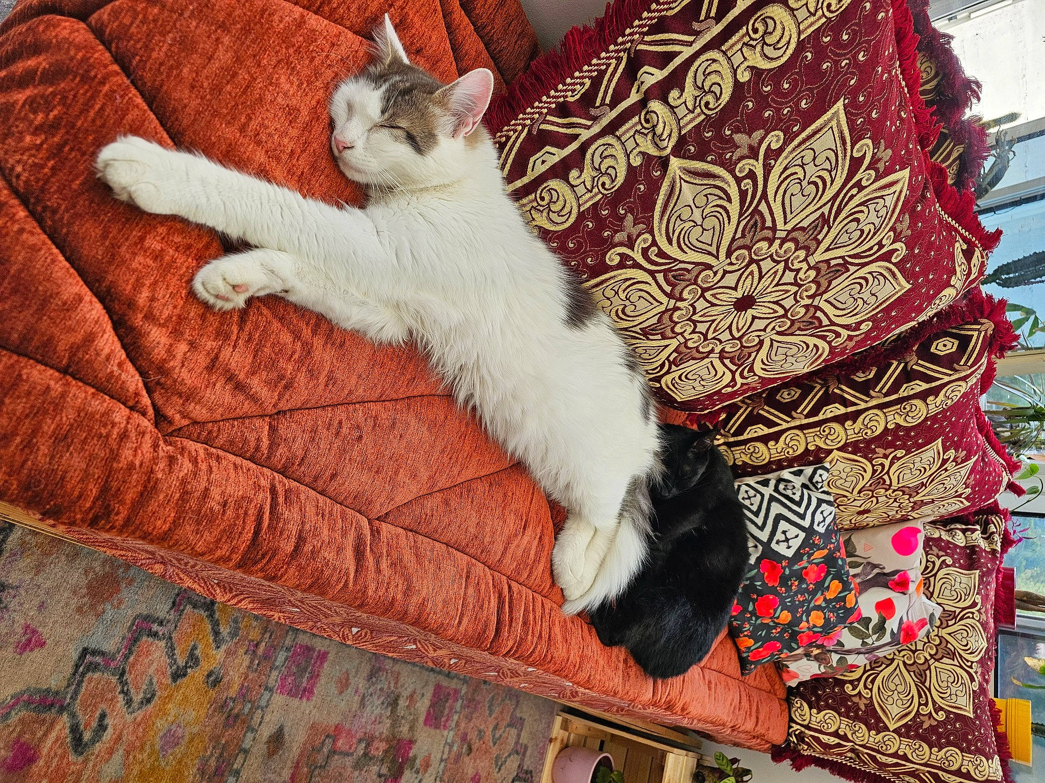 Boulette a rejoint le concours — aidez-le/la à gagner de superbes lots ! carnivore, carpet, cat, comfort, companion_dog, couch, domestic_short_haired_cat, fawn, felidae, flooring, fur, human_leg, linens, pattern, paw, small_to_medium_sized_cats, tail, textile, whiskers, wood