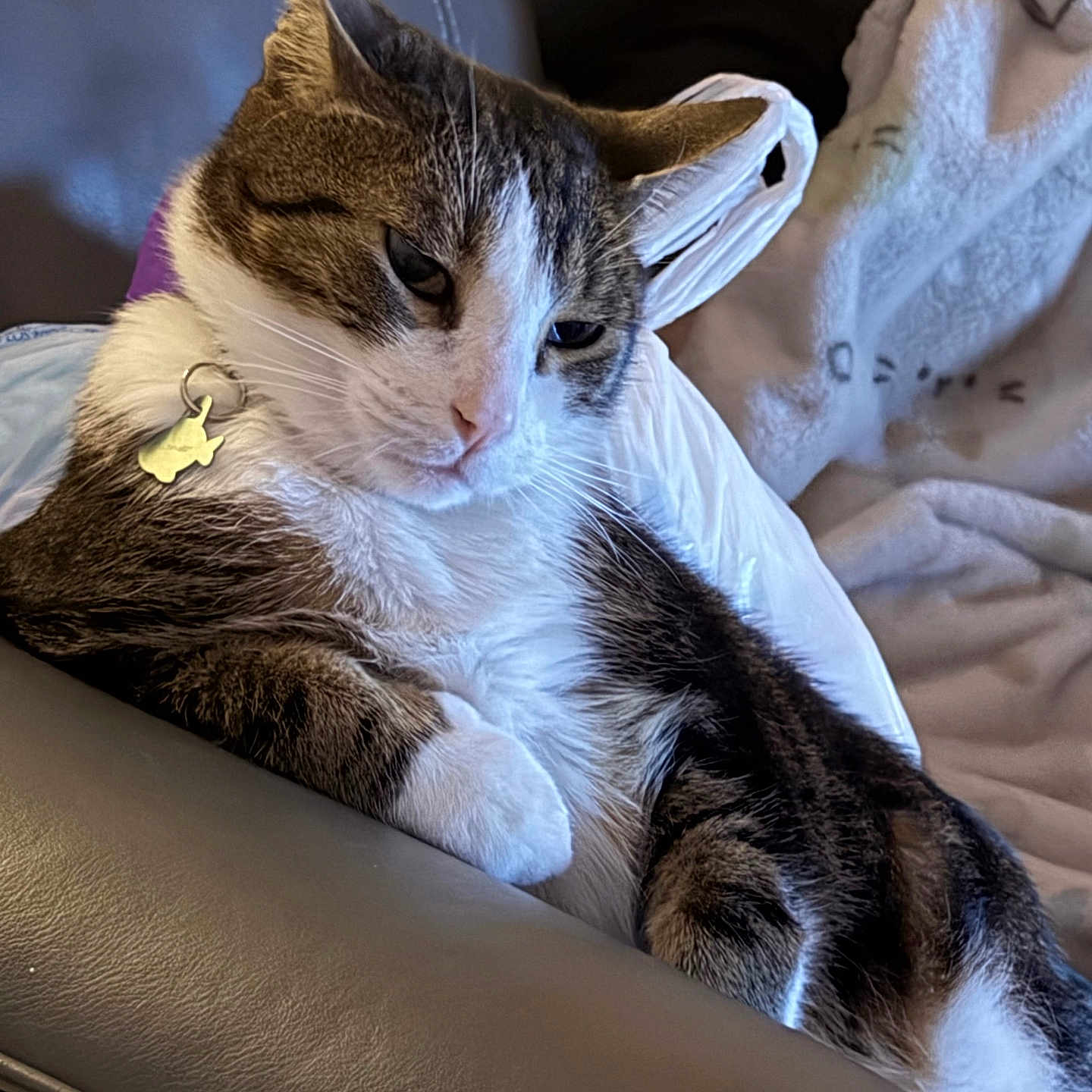 Momo joined the competition — help win amazing prizes! cat, feline, pet, tabby, tuxedo_cat, white_fur, gray_fur, sleepy, relaxed, lying_down, portrait, whiskers, ears, collar, tag, leather_seat, blanket, cozy, indoor, closeup