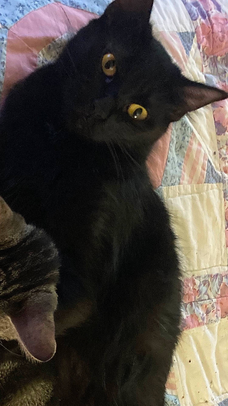 Flower is registered to the contest to win money with this photo: black_cat, bombay, carnivore, cat, claw, domestic_short_haired_cat, eye, felidae, fur, gesture, small_to_medium_sized_cats, snout, tail, terrestrial_animal, whiskers