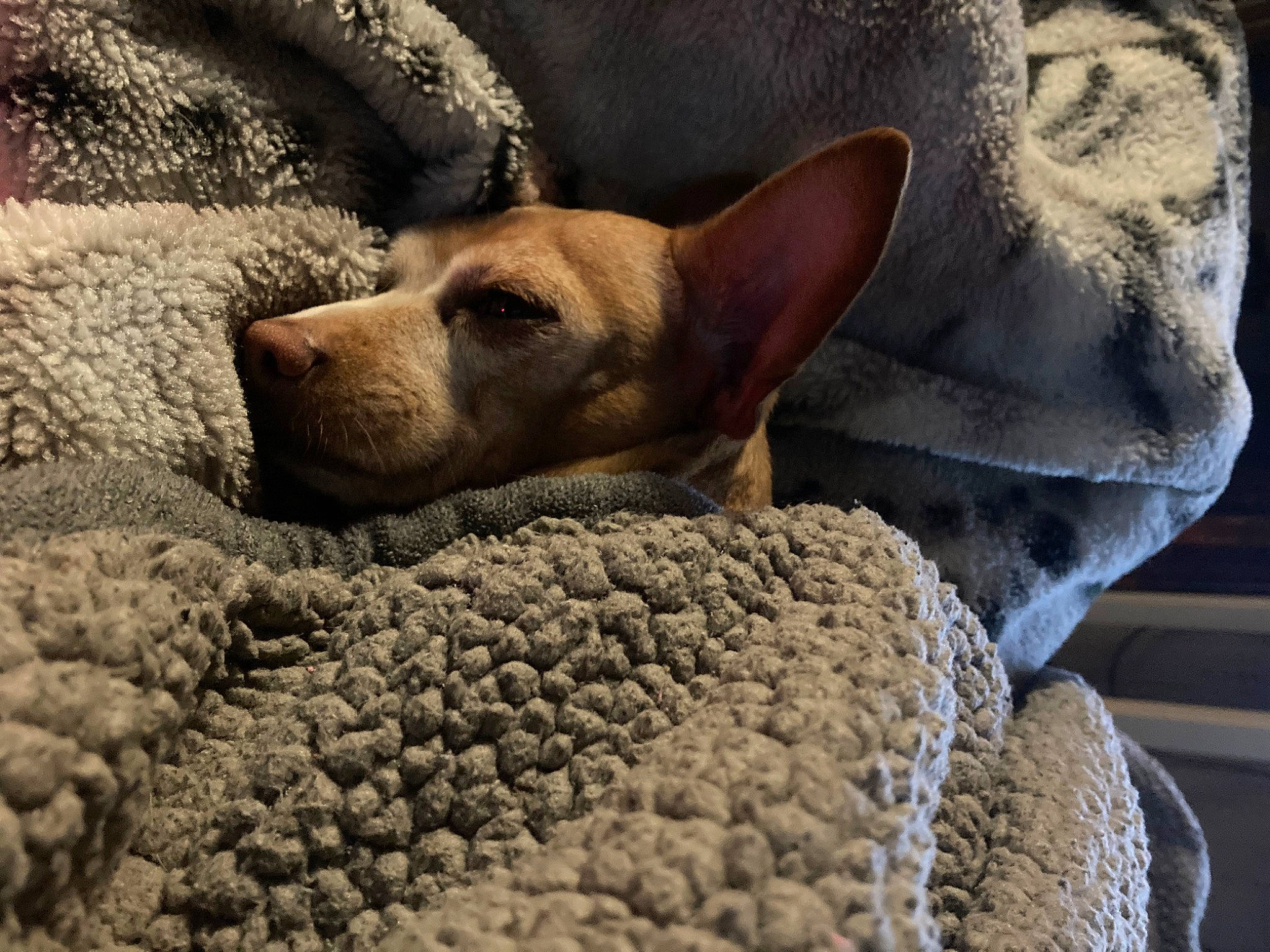 Lady joined the competition — help win amazing prizes! canidae, carnivore, comfort, companion_dog, dog, dog_breed, fawn, fur, linens, nap, paw, snout, sporting_group, terrestrial_animal, whiskers, wildlife, wood, wool, woolen, working_animal