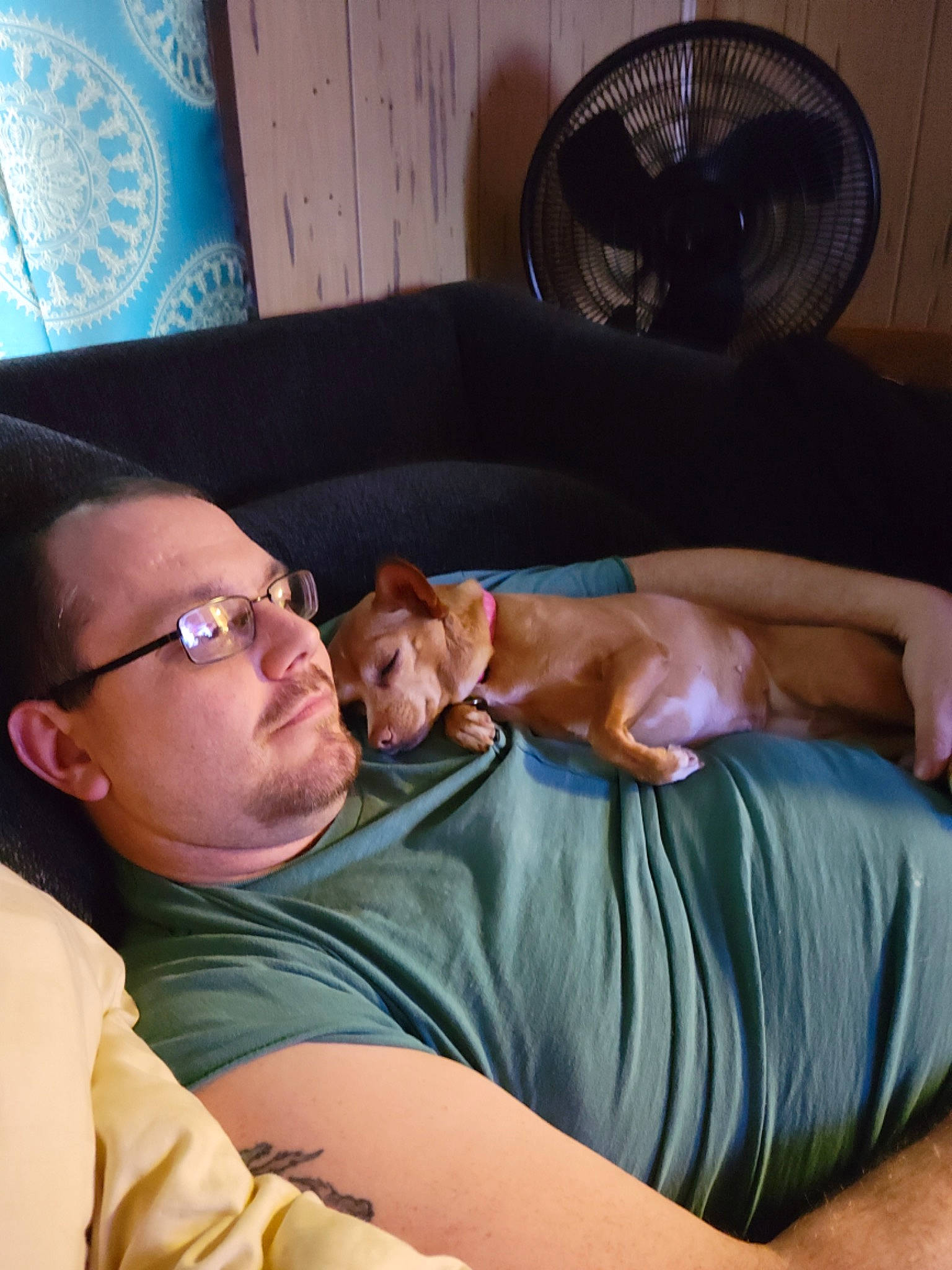 Lady is registered to the contest to win money with this photo: carnivore, comfort, companion_dog, dog, dog_breed, eyewear, fawn, fun, glasses, human_leg, knee, lap, linens, mechanical_fan, muscle, room, sitting, thigh, tire, wheel