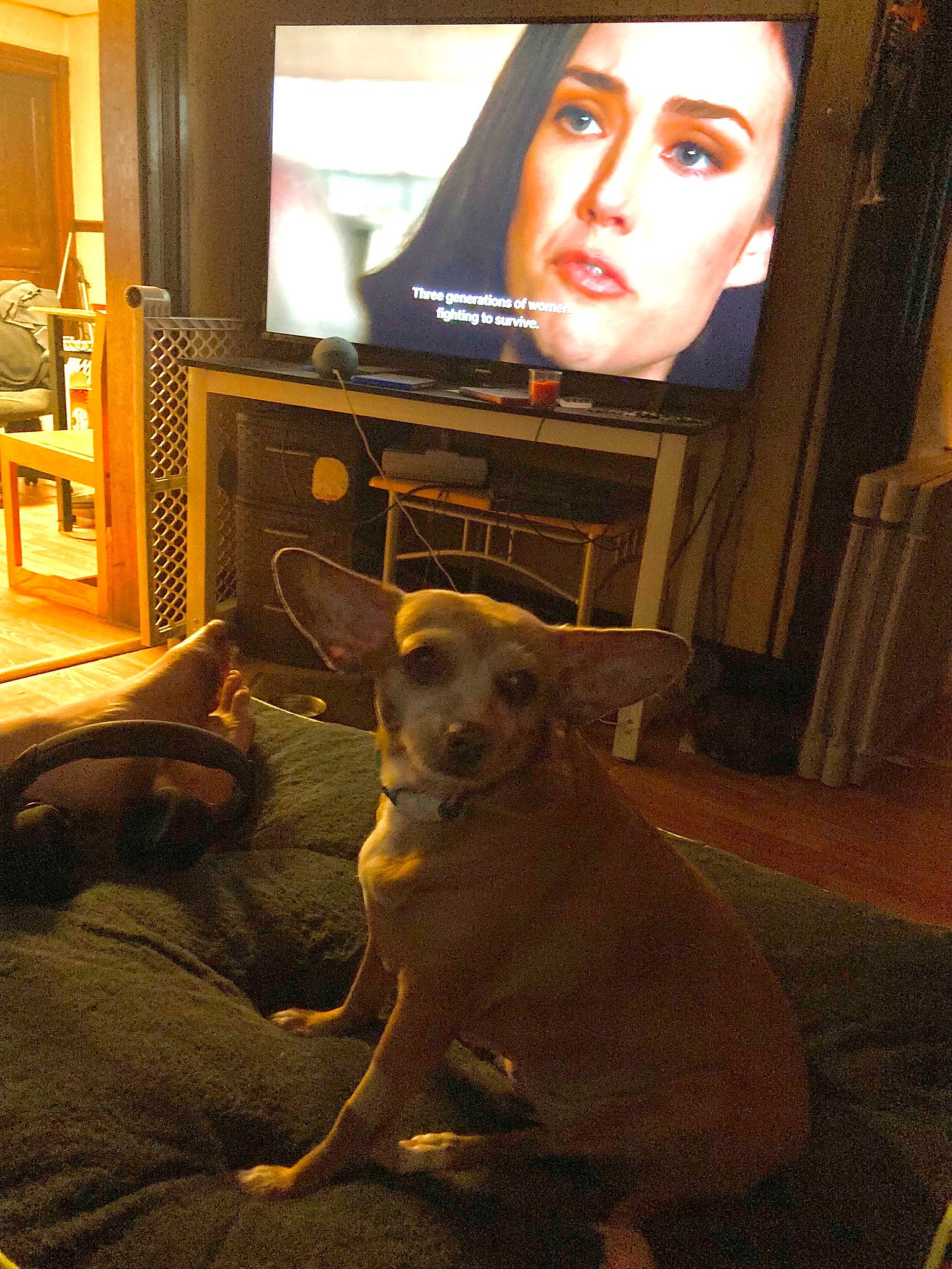 Lady joined the competition — help win amazing prizes! art, cabinetry, cable_television, carnivore, companion_dog, couch, dog, dog_breed, fawn, flooring, fun, hardwood, home_appliance, living_room, picture_frame, room, television, television_set, wood, working_animal