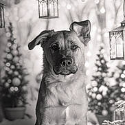 Rita participe au concours pour gagner de l'argent avec cette photo : dog, canine, pet, animal, portrait, black_and_white, lantern, christmas_tree, holiday, winter, decorations, blurred_background, indoors, sitting, cute, fur, ears, face, eyes, nostrils