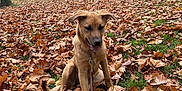 Rita a rejoint le concours — aidez-le/la à gagner de superbes lots ! autumn, brown_dog, canine, curious, dog, fall, grass, house, leaf_litter, leash, leaves, nature, outdoor, park, pet, playful, puppy, seasonal, tree, young_dog