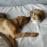 Tobi participe au concours pour gagner de l'argent avec cette photo : dog, cat, bed, white_bedspread, animal, pet, sleeping, resting, indoor, feline, canine, friendship, relaxation, fur, collar, cute, domestic, companions, cozy, peaceful