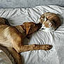 dog, cat, bed, white_bedspread, animal, pet, sleeping, resting, indoor, feline, canine, friendship, relaxation, fur, collar, cute, domestic, companions, cozy, peaceful