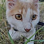 cat, close_up, outdoor, grass, curious, feline, whiskers, brown_and_white, pet, nature, animal, eyes, nose, ears, young_cat, portrait, focus, mammal, soft_fur, daylight