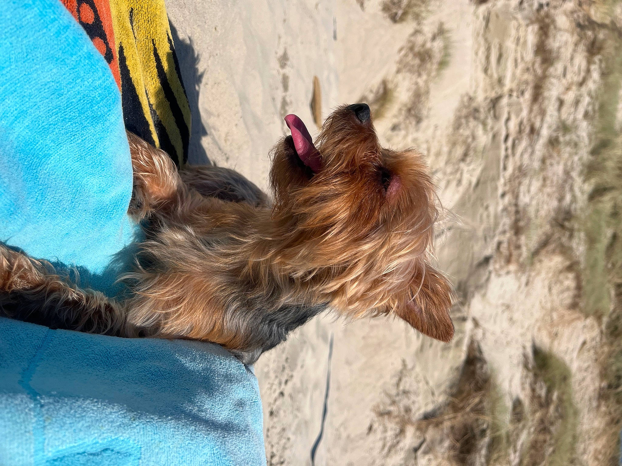 Rubis a rejoint le concours — aidez-le/la à gagner de superbes lots ! adventure, canidae, carnivore, companion_dog, dog, dog_breed, dog_supply, fawn, fur, liver, paw, small_terrier, snout, sporting_group, terrier, toy_dog, wood, working_animal