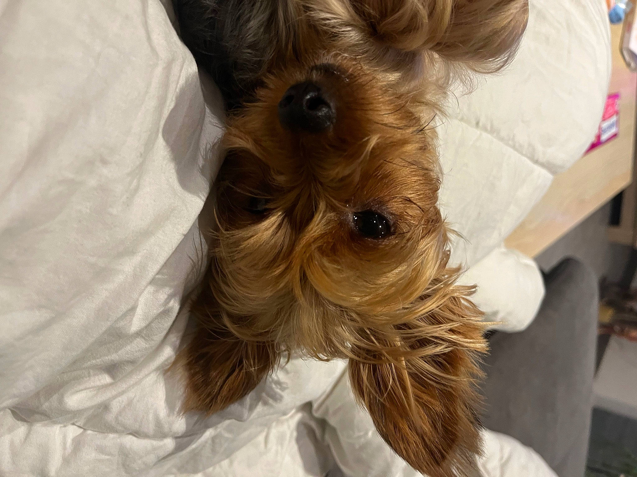 Rubis participe au concours pour gagner de l'argent avec cette photo : biewer_terrier, brown_hair, canidae, carnivore, companion_dog, dog, dog_breed, dog_supply, ear, fawn, fur, liver, small_terrier, snout, sporting_group, surfer_hair, terrier, toy_dog, working_animal, yorkshire_terrier