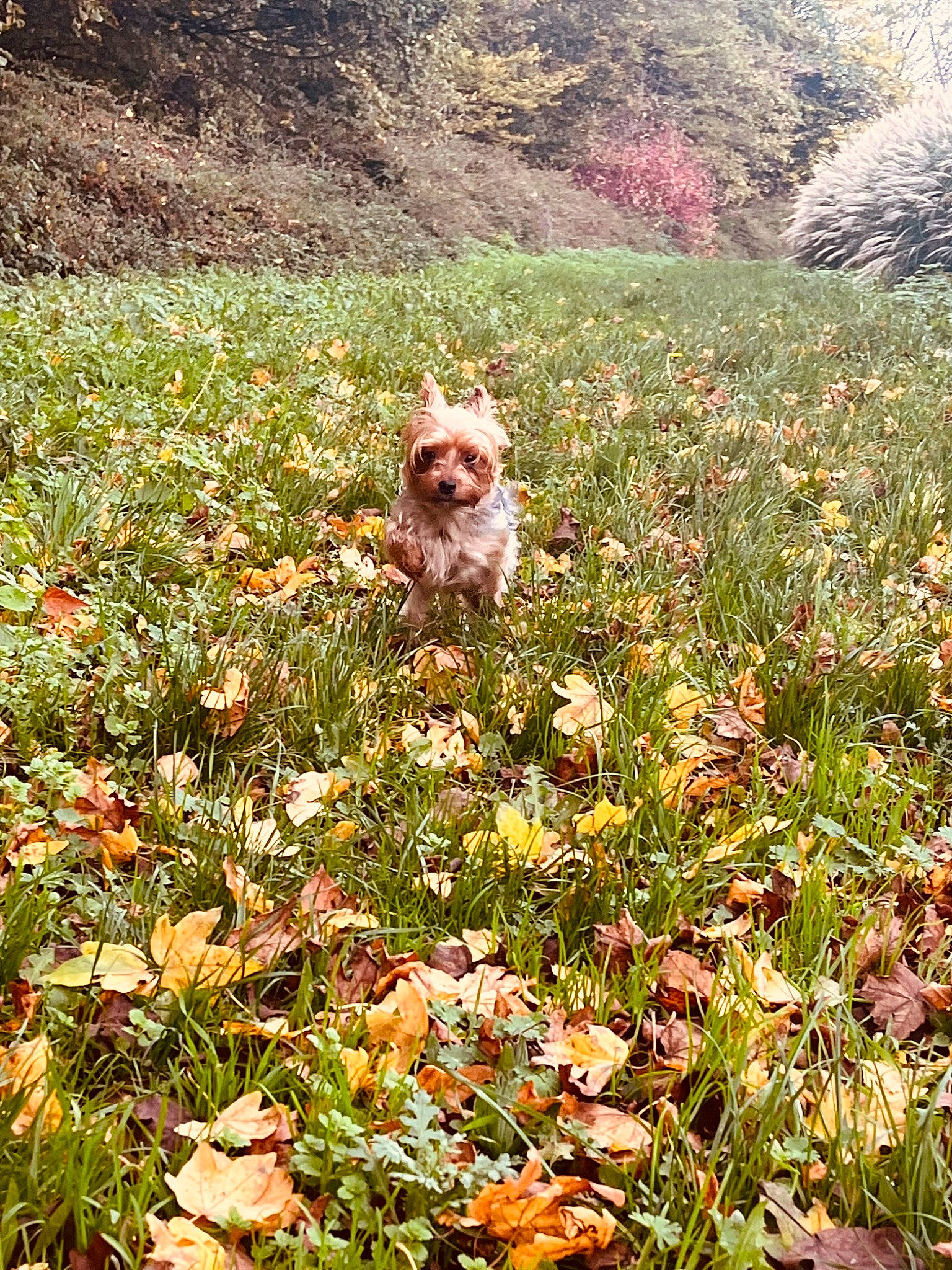 Rubis a rejoint le concours — aidez-le/la à gagner de superbes lots ! canidae, carnivore, companion_dog, dog, dog_breed, fawn, flower, flowering_plant, grass, grass_family, groundcover, landscape, leaf, meadow, natural_landscape, people_in_nature, plant, shrub, sporting_group, tree