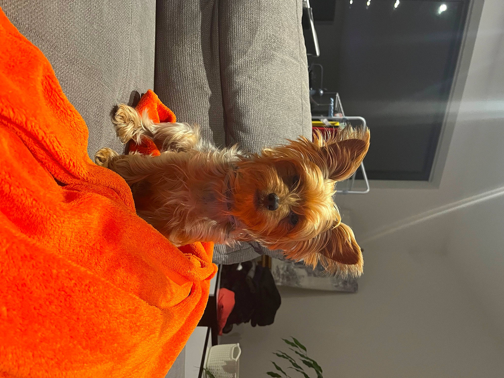 Rubis participe au concours pour gagner de l'argent avec cette photo : canidae, carnivore, collar, companion_dog, dog, dog_breed, dog_clothes, dog_supply, fawn, fur, hat, orange, pet_supply, pomeranian, small_terrier, snout, sporting_group, tail, terrier, toy_dog