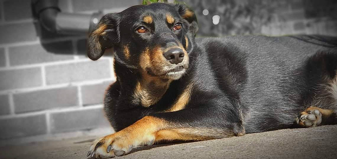 Cali is registered to the contest to win money with this photo: beauceron, canidae, carnivore, companion_dog, dog, dog_breed, guard_dog, huntaway, mammal, pinscher, puppy, rare_breed_dog, sporting_group, street_dog, vertebrate, whiskers, working_dog