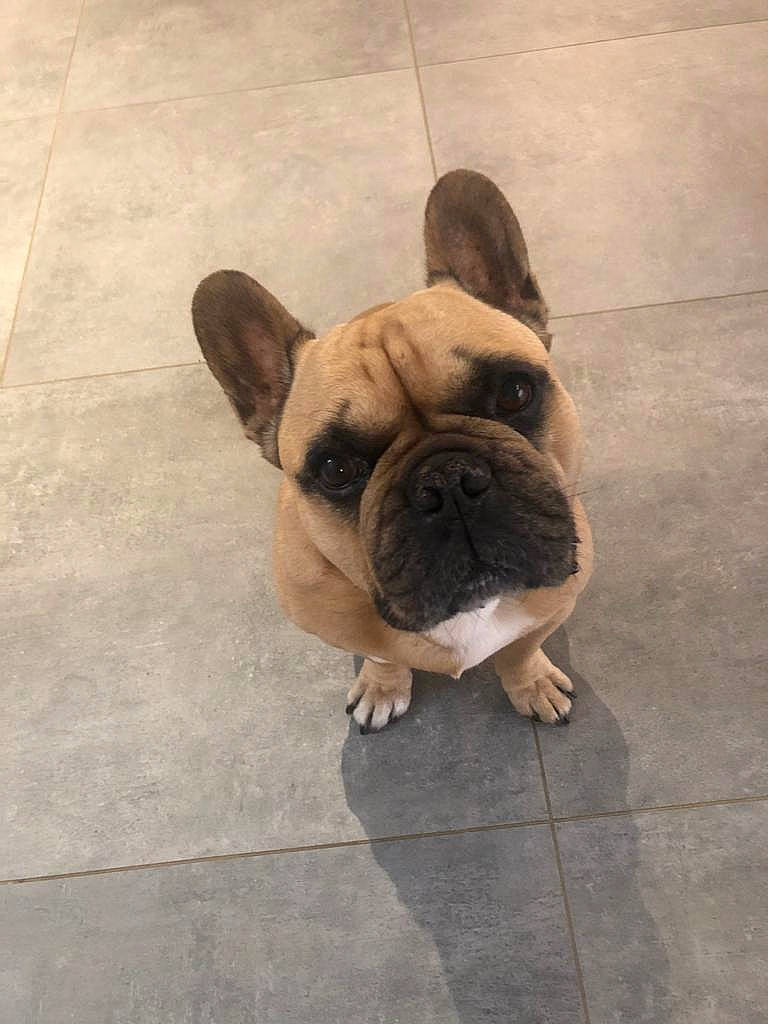 Guss a rejoint le concours — aidez-le/la à gagner de superbes lots ! bulldog, canidae, carnivore, companion_dog, dog, dog_breed, fawn, floor, flooring, french_bulldog, molosser, pug, road_surface, snout, sporting_group, tail, terrestrial_animal, toy_dog, working_animal, wrinkle