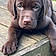 Baloo