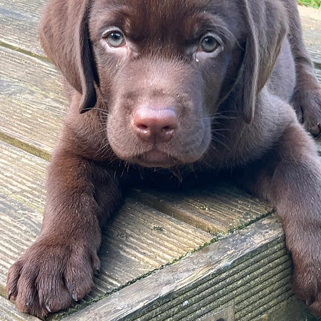 Baloo