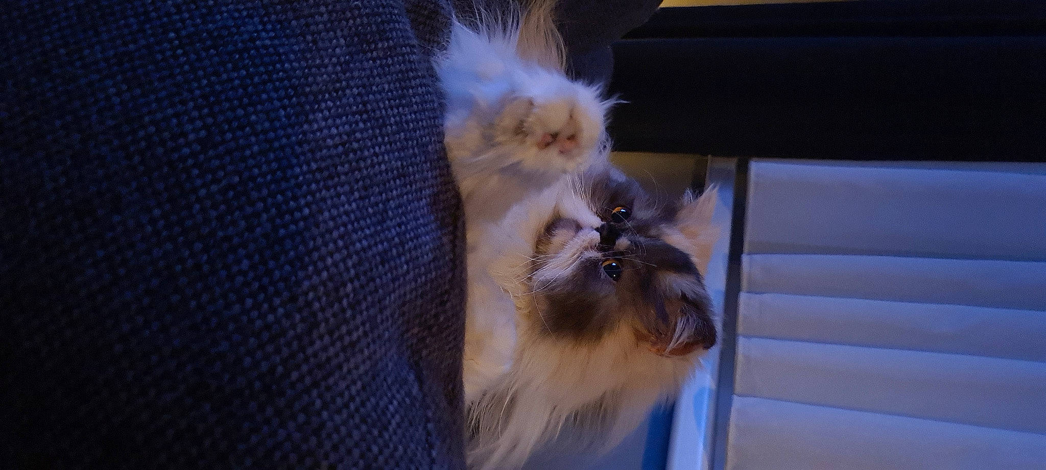 Kyra a rejoint le concours — aidez-le/la à gagner de superbes lots ! canidae, carnivore, cat, claw, companion_dog, dog_breed, fawn, felidae, fur, liver, paw, small_to_medium_sized_cats, snout, sporting_group, tail, terrestrial_animal, toy_dog, whiskers, wildlife, window