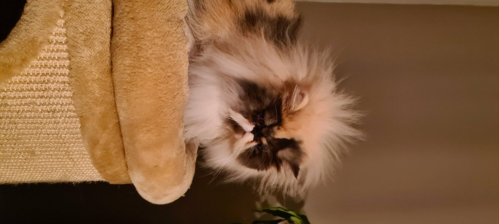 Kyra participe au concours pour gagner de l'argent avec cette photo : british_longhair, carnivore, cat, claw, companion_dog, dog_breed, fawn, felidae, fur, macro_photography, small_to_medium_sized_cats, snout, tail, terrestrial_animal, whiskers, wildlife