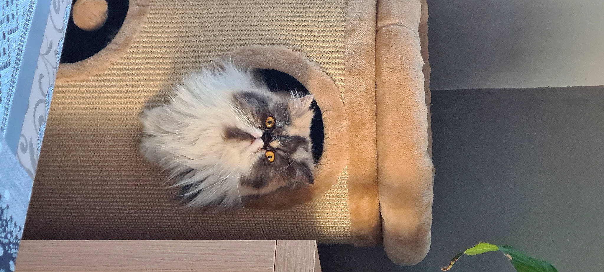 Kyra a rejoint le concours — aidez-le/la à gagner de superbes lots ! british_longhair, carnivore, cat, fawn, felidae, fur, paw, persian, plant, small_to_medium_sized_cats, tail, terrestrial_animal, whiskers, wood