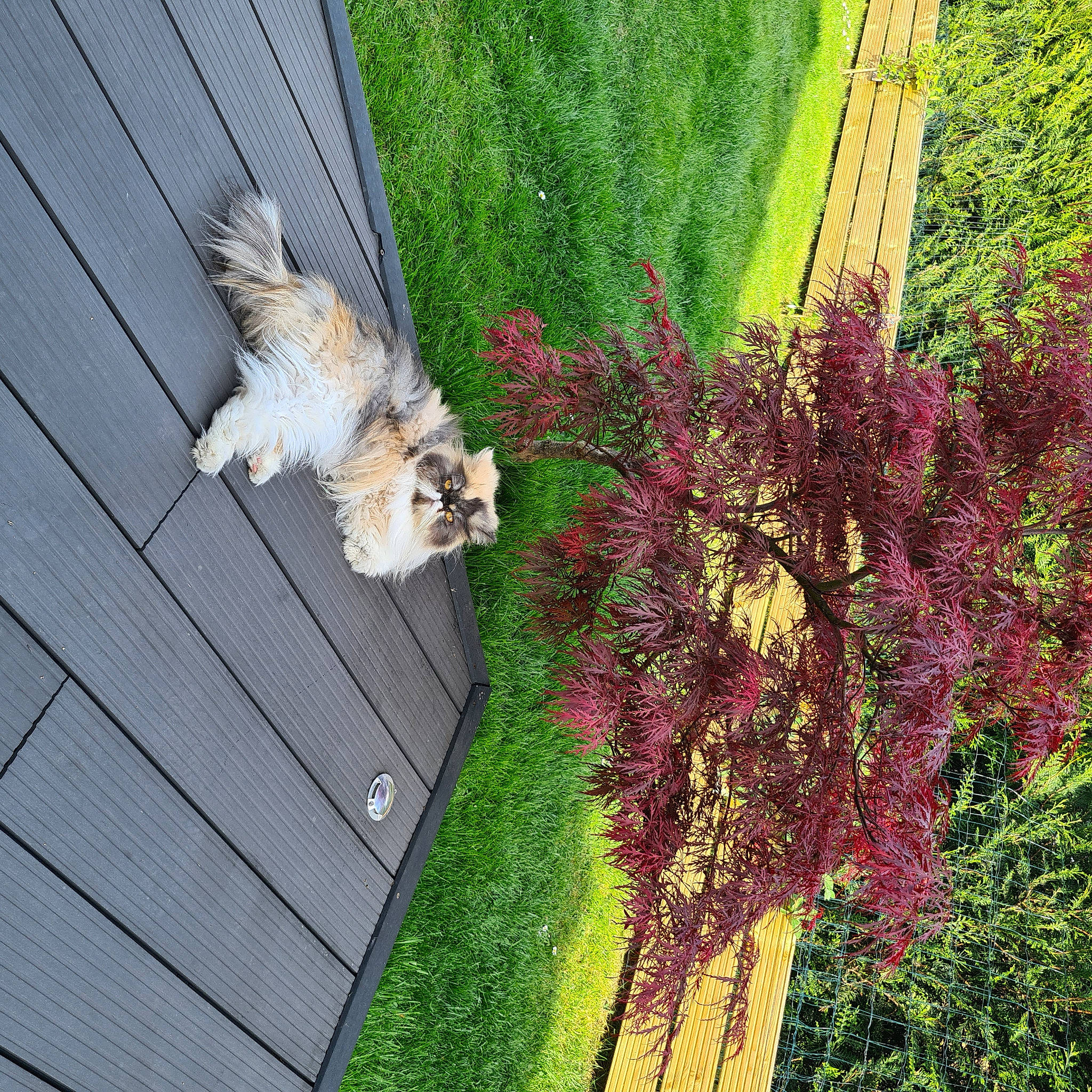 Kyra a rejoint le concours — aidez-le/la à gagner de superbes lots ! annual_plant, carnivore, companion_dog, dog, dog_breed, flower, flowering_plant, grass, green, groundcover, landscape, landscaping, lawn, plant, shrub, tail, tints_and_shades, tree, trunk, wood