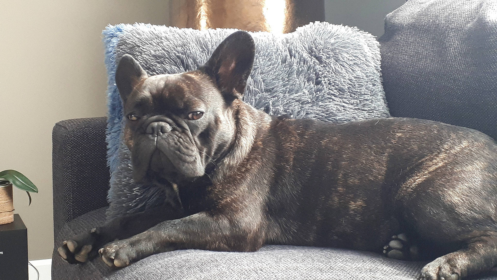 Hayko a rejoint le concours — aidez-le/la à gagner de superbes lots ! bored, canidae, carnivore, comfort, companion_dog, dog, dog_breed, fawn, grey, non_sporting_group, sporting_group, terrestrial_animal, toy_dog, whiskers, working_animal, wrinkle