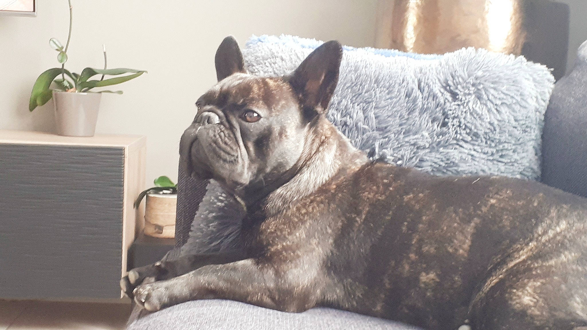 Hayko participe au concours pour gagner de l'argent avec cette photo : canidae, carnivore, comfort, companion_dog, dog, dog_breed, fawn, felidae, flowerpot, french_bulldog, fur, houseplant, non_sporting_group, plant, sporting_group, terrestrial_animal, toy_dog, whiskers, working_animal, wrinkle