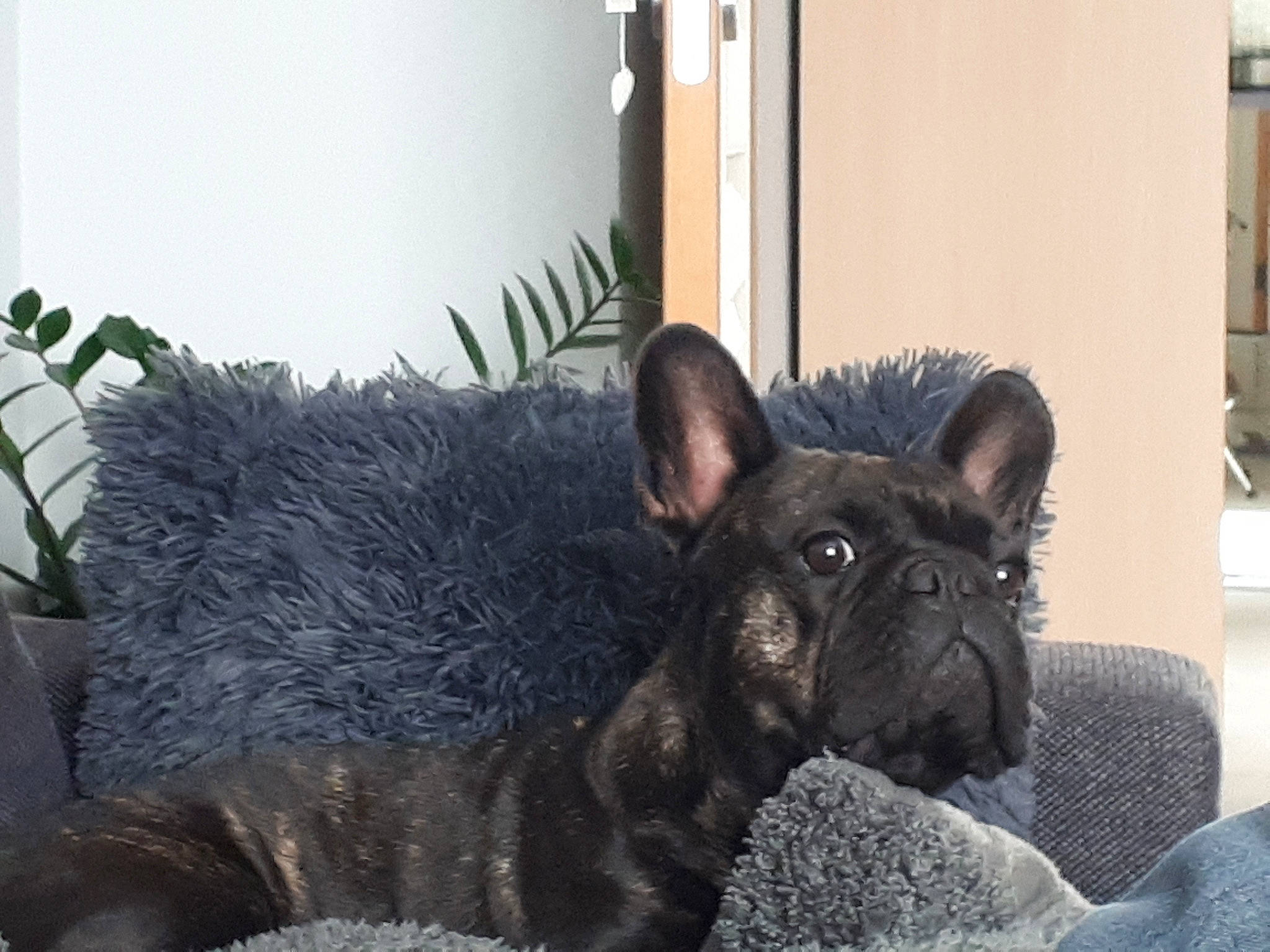 Hayko participe au concours pour gagner de l'argent avec cette photo : canidae, carnivore, comfort, companion_dog, dog, dog_breed, fawn, fur, herding_dog, houseplant, non_sporting_group, plant, snout, sporting_group, terrestrial_animal, whiskers, working_animal, working_dog