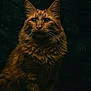 cat, orange_cat, fluffy, long_hair, animal, pet, portrait, sitting, forest, dark_background, moody_lighting, whiskers, ears, eyes, nature, mammal, feline, quiet, still_life, wild