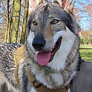 Sky participe au concours pour gagner de l'argent avec cette photo : dog, canine, outdoor, park, trees, grass, sunny, panting, fur, harness, animal, nature, pet, muzzle, ears, tongue, daylight, mammal, portrait, happy