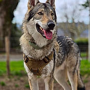 Sky a rejoint le concours — aidez-le/la à gagner de superbes lots ! alert, animal, canine, daytime, dog, ears, fur, grass, happy, harness, mammal, muzzle, nature, outdoor, pet, portrait, standing, tongue_out, tree, wood