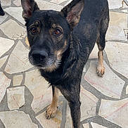 Taiyo participe au concours pour gagner de l'argent avec cette photo : alert, animal, black_and_tan, brown_eyes, canine, chew_toy, dog, domestic_animal, ears_up, four_legs, furniture, looking_at_camera, mosaic_patio, outdoor, pet, sidewalk, snout, stone_floor, sunlight, tail_up
