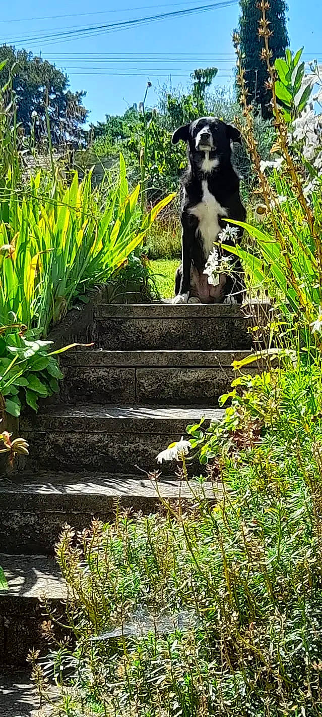 Moon a rejoint le concours — aidez-le/la à gagner de superbes lots ! art, carnivore, dog, fawn, garden, grass, grass_family, groundcover, landscape, lawn, leisure, monument, natural_landscape, plant, sculpture, shrub, sky, statue, tree, wood